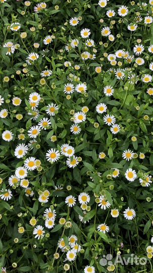 Почвопокровные-Хауттюния,мелколепестник,очитки