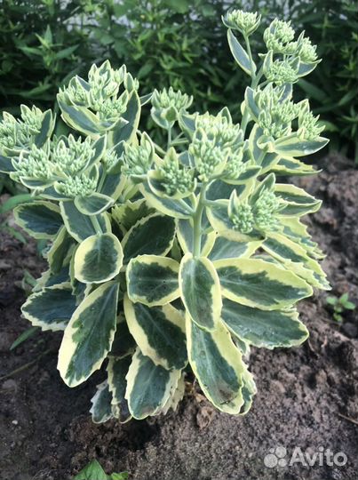 Многолетние цветы