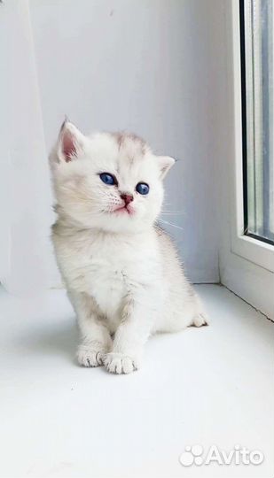 Британские котята
