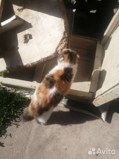 Потерялась кошка