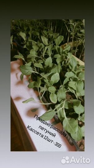 Рассада петунии