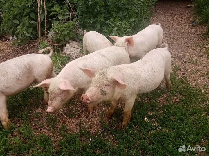 Продажа поросят