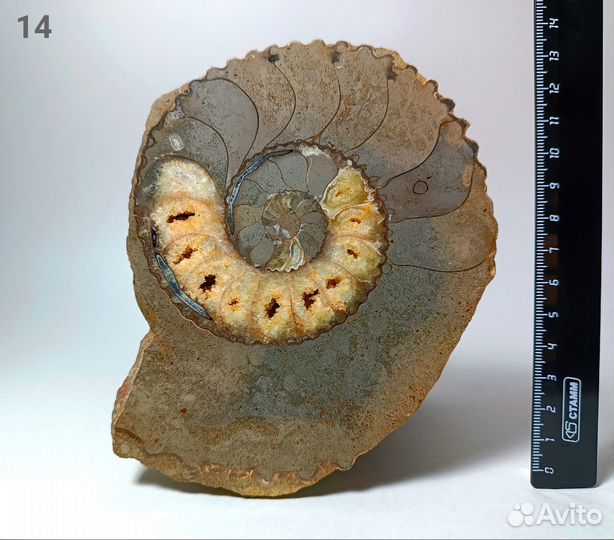 Палеонтология окаменелость Аммониты