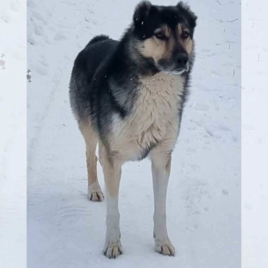 Собака в добрые руки отдам бесплатно