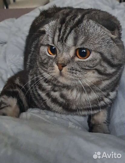 Шотландский вислоухий кот для вязки