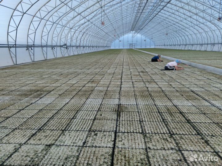 Питомник по выращиванию сеянцев хвойных пород