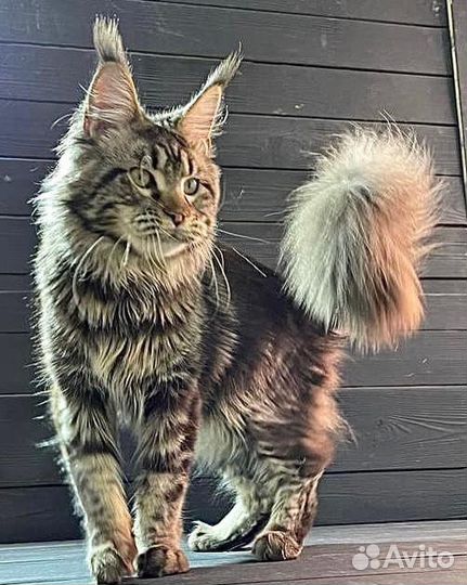 Кошки мейн-кун