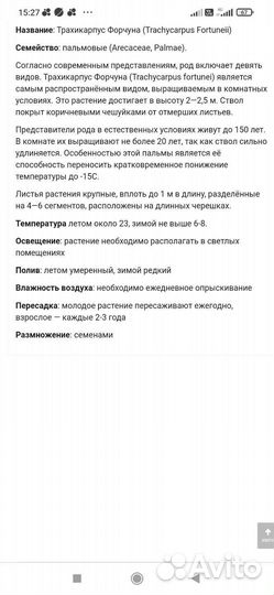 Пальма трахикарпус форчуна