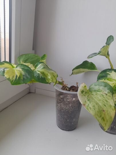 Сциндапсус эпипремнум