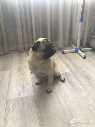 Мопс мальчик для вязки с девочкой