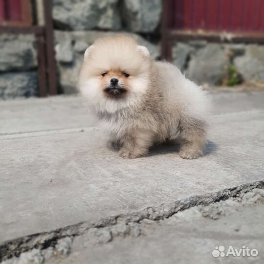 Шпице-Мишки