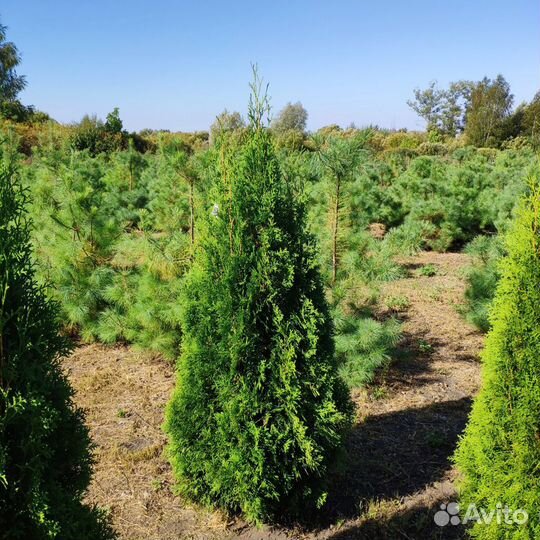 Туя колоновидная Колумна. Напрямую из питомника