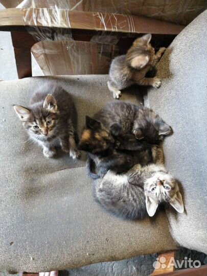 Кошка в дар бесплатно