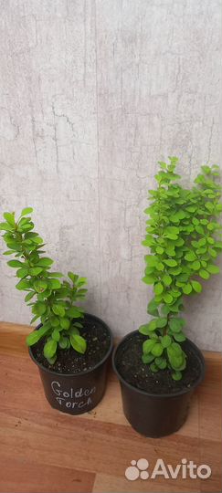 Барбарис тунберга