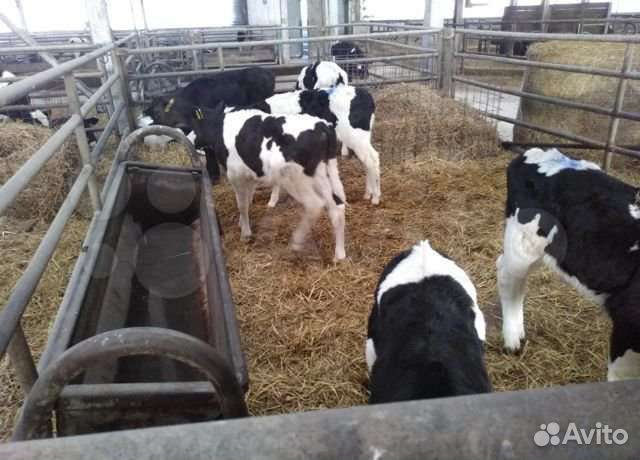 Идеальные телята для откорма