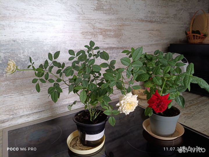 Комнатные розы