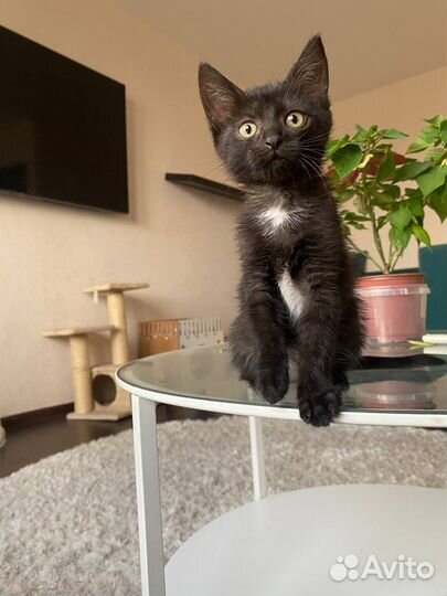 Котенок девочка в добрые руки