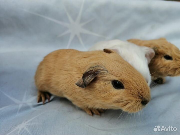 Хомяки, Морские Свинки