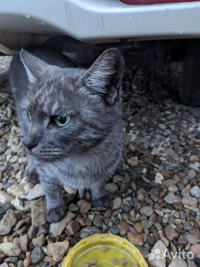 Кошка красавица подросток