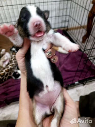 Щенки аусси