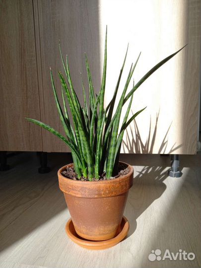 Сансевиерия / Драцена Бакуларис Микадо