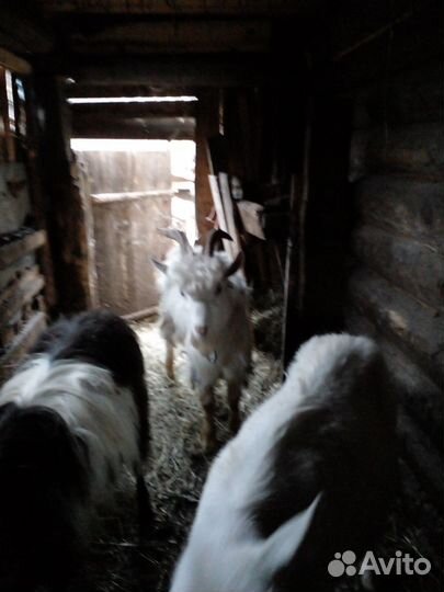 Козы и козлы 1год, 9 месяцев