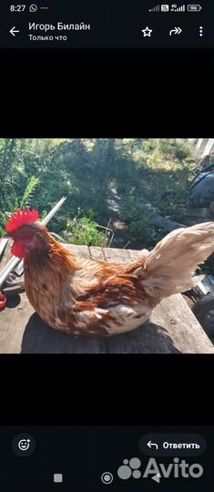 Продаю молодого петуха