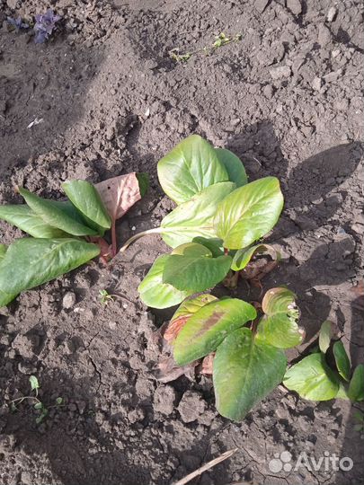 Дубки,бадан