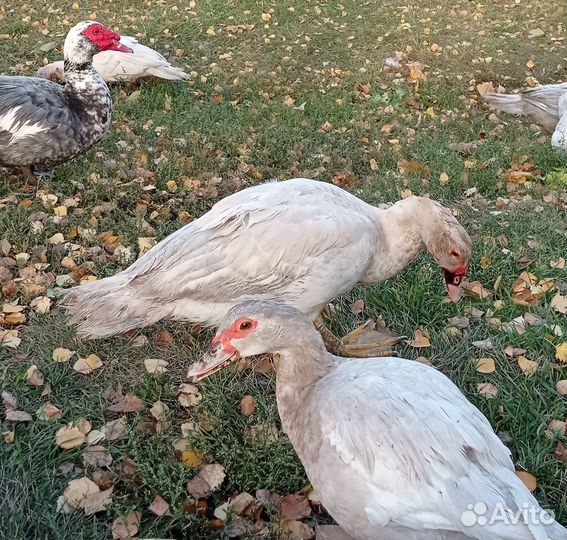 Инкубационное яйцо мускусной утки (индоутки)