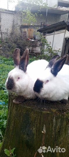 Кролики мясных пород калифорнийский