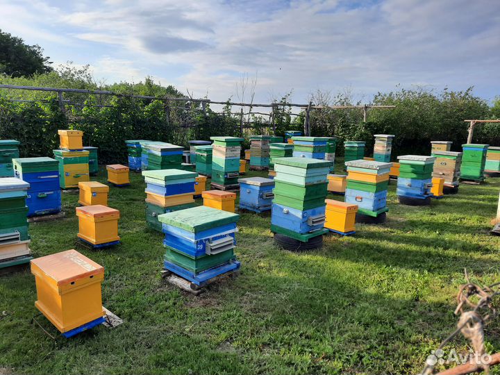Продам мед оптом