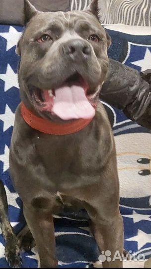 Щенки кане Корсо