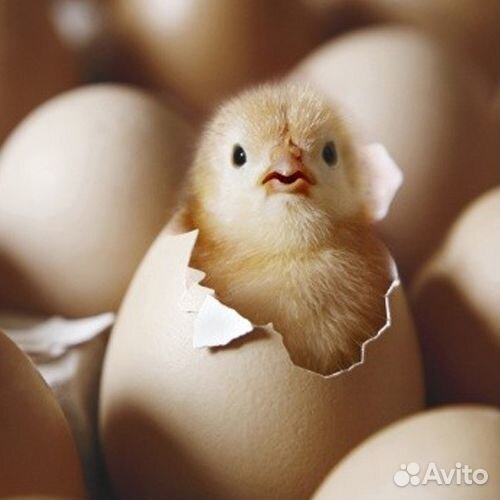 Инкубационное яйцо с/х птицы