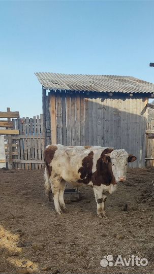 Продам Быка 1,6 цена 65 т