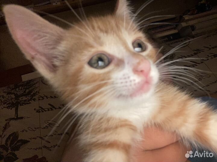 Котенок мальчик