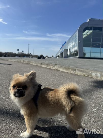 Кобель на вязку, помесь шпиц и пекинес