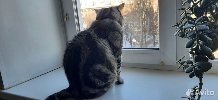 Кот Сильвестор