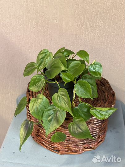 Филодендрон scandens d12