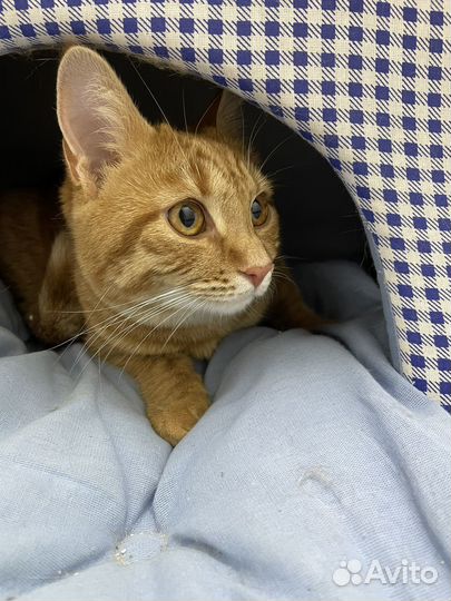 В добрые ручки