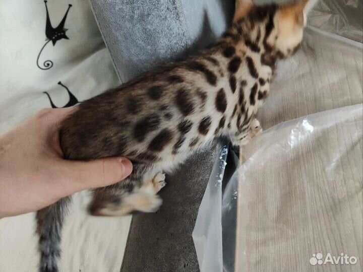 Бенгальские котята от чистокровных бенгалов