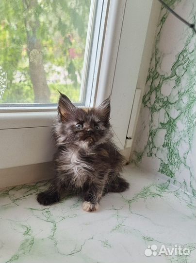 Котята мейн-кун