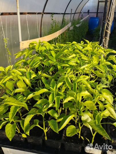 Рассада помидор и перцев