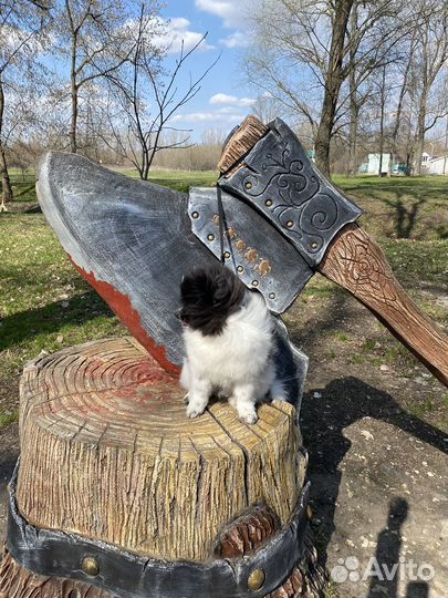 Собаки щенк