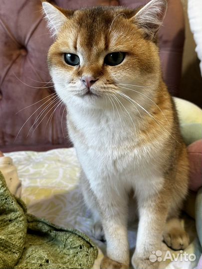 Британская золотая шиншилла вязка кот