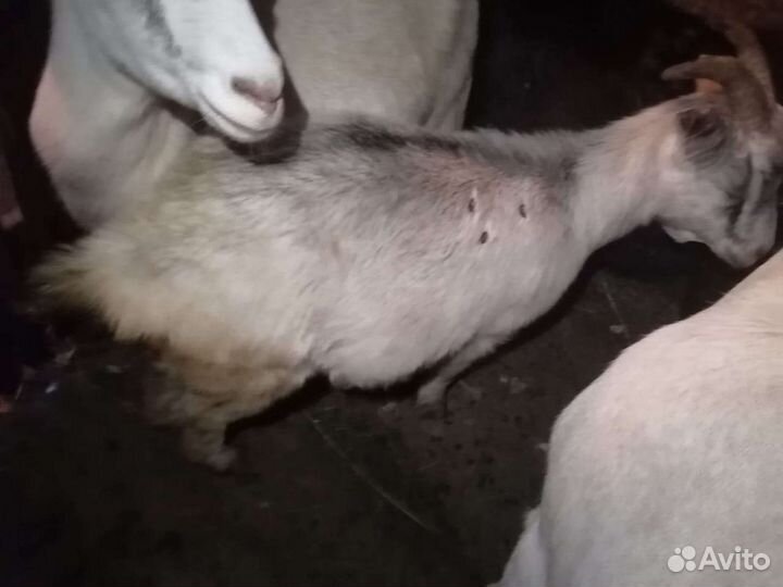 Козы и козел