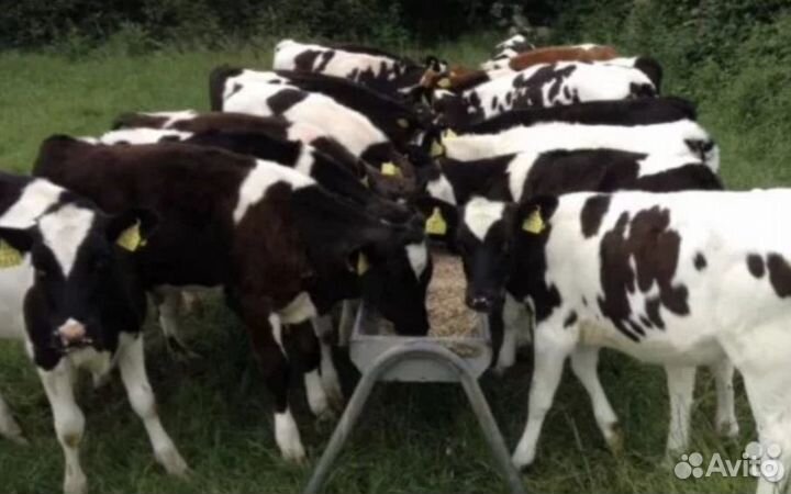 Бычки телята