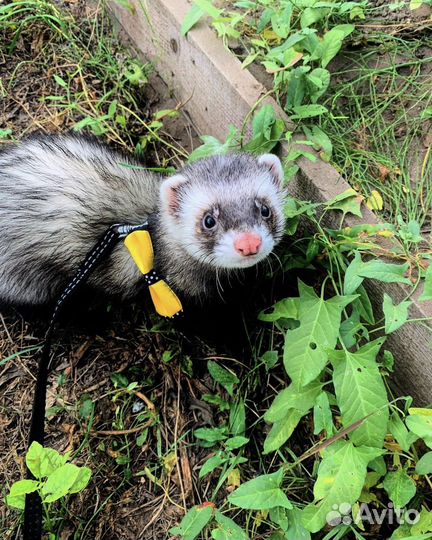 Хорек с клеткой