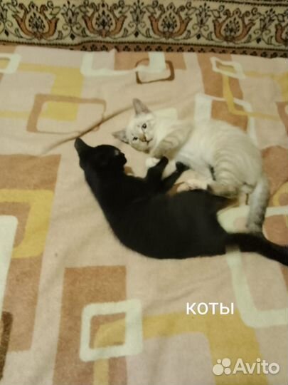 Котята в добрые руки
