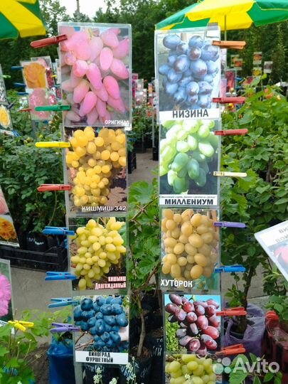 Саженцы роз, винограда,гибискуса, глицинии