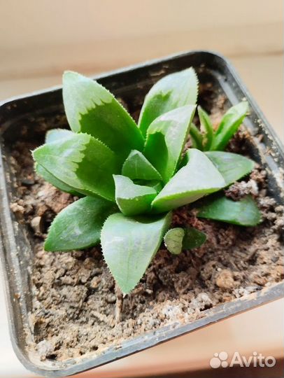 Хавортия трунката